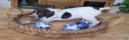 German Shorthaired Pointer dogs for sale: German Shorthaired Pointer 4 - Ad 1