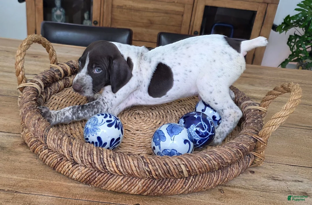 German Shorthaired Pointer dogs for sale: German Shorthaired Pointer 4 - Ad 1
