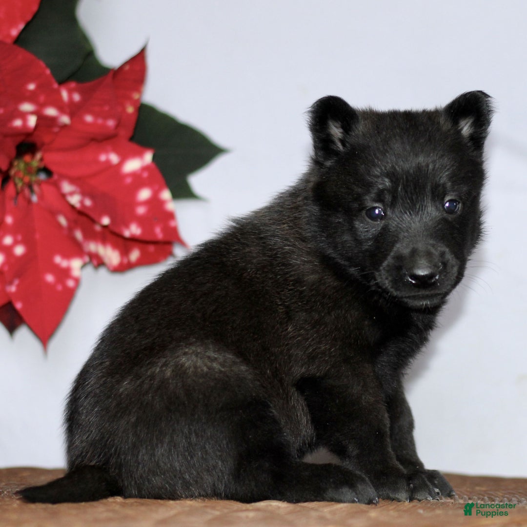 Belgian Malinois dogs for sale: Alyssa  - Ad 5