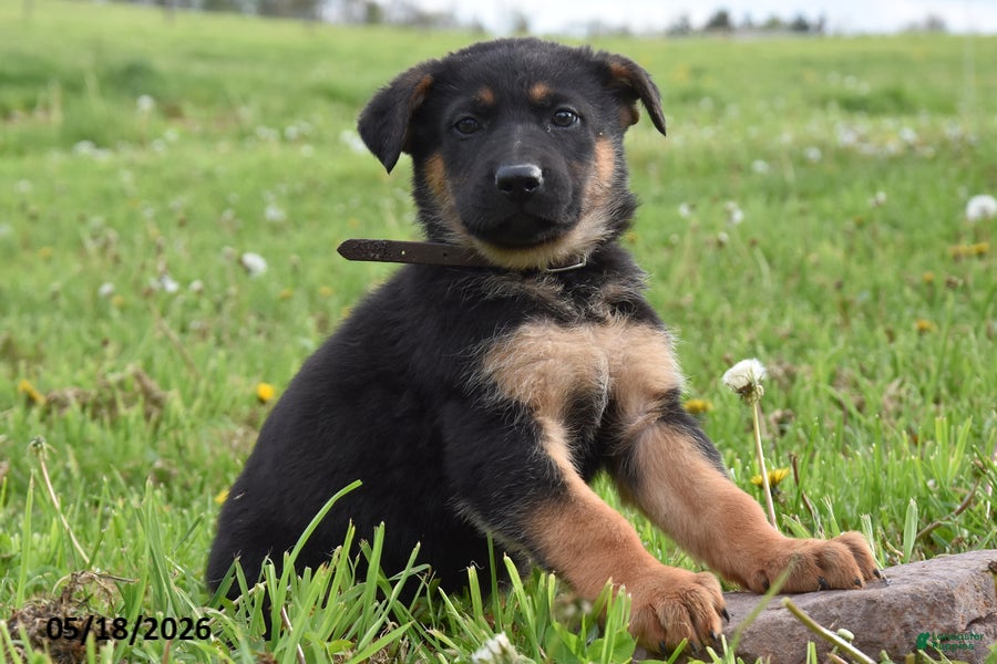 German Shepherd dogs for sale: Rocket - Ad 1