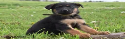 German Shepherd dogs for sale: Rocket - Ad 1