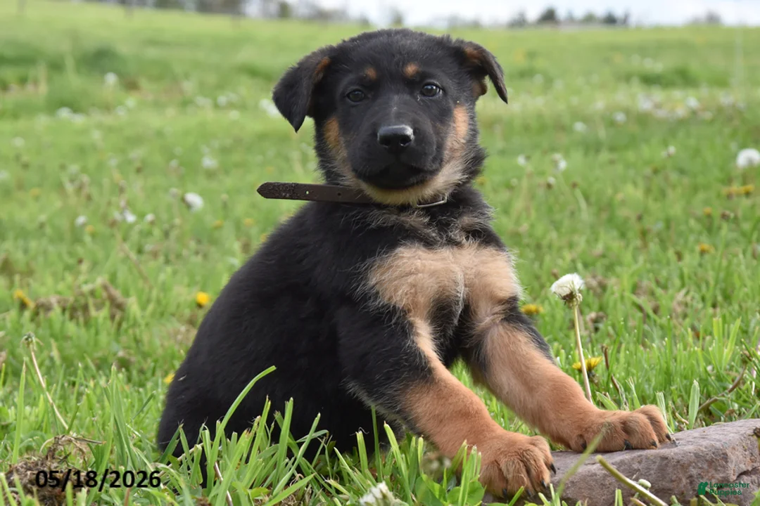 German Shepherd dogs for sale: Rocket - Ad 1