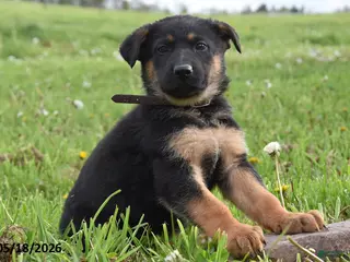 German Shepherd dogs for sale: Rocket - Ad 1