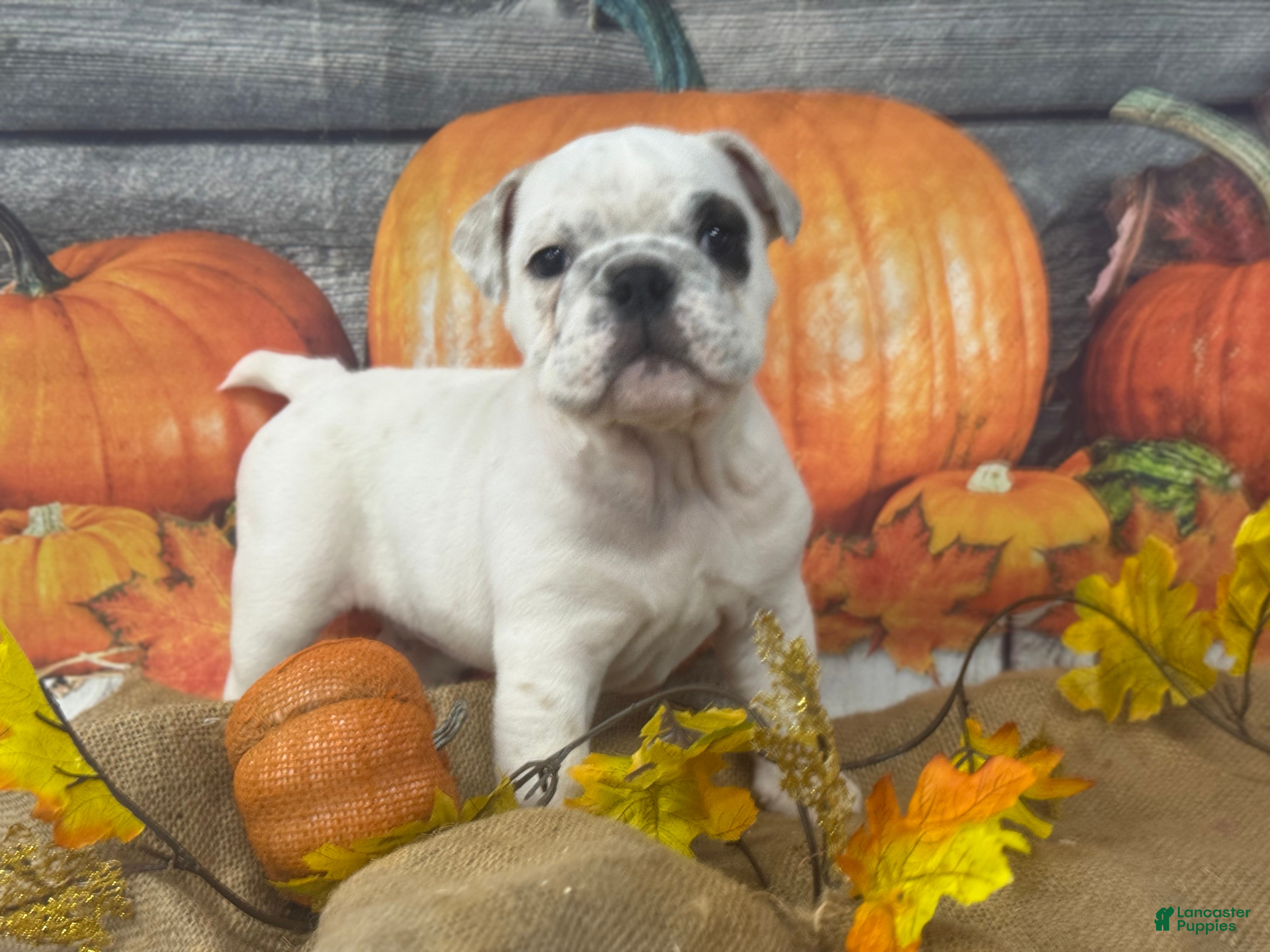 English Bulldog dogs Frosty - Ad 42