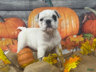 English Bulldog dogs Frosty - Ad 28