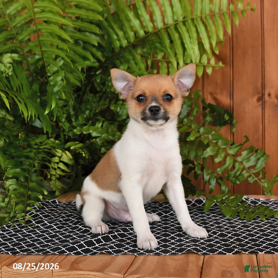 Mixed Breed dogs Popcorn - Ad 1