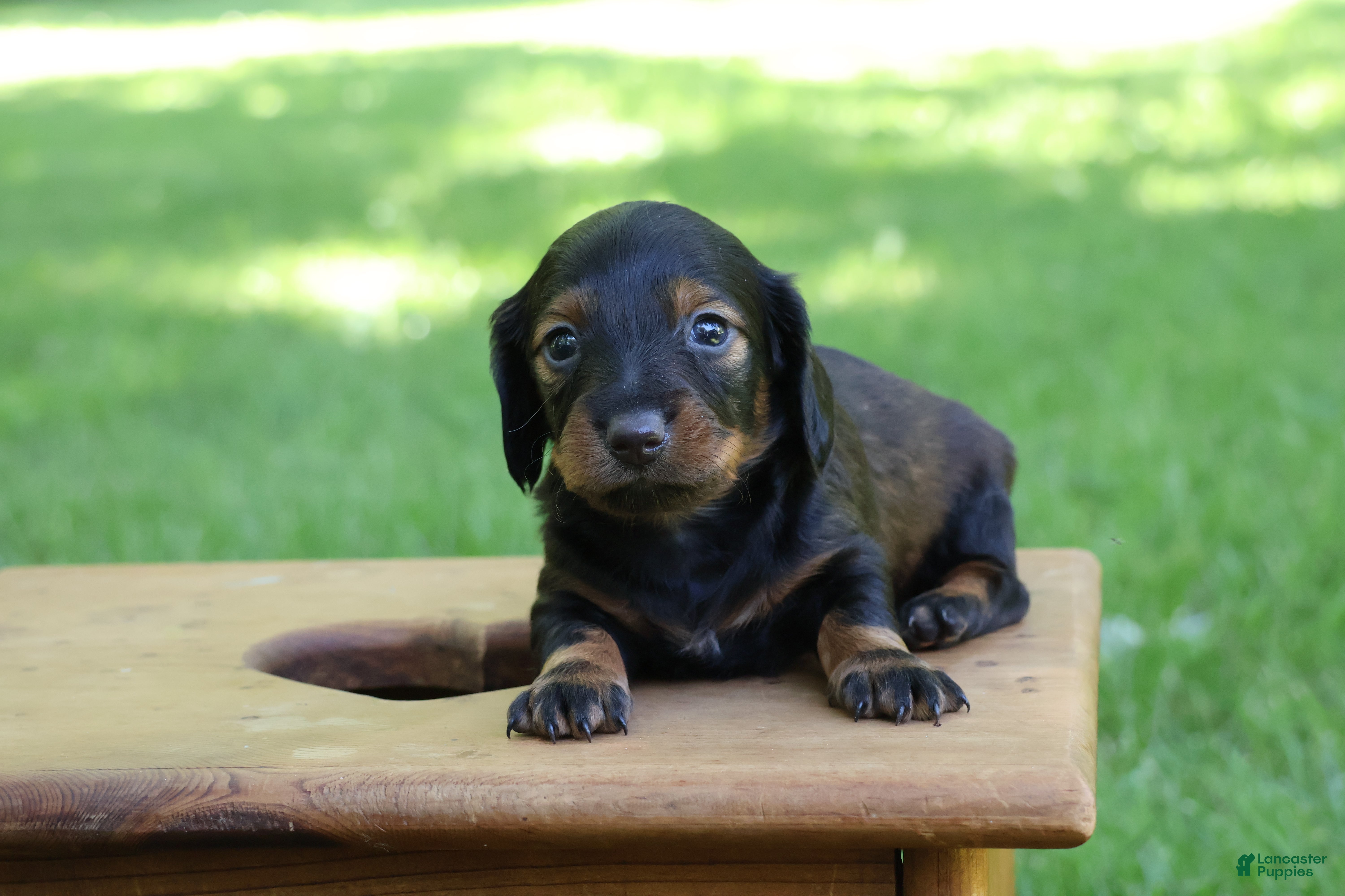 Miniature Dachshund dogs Mini Dachshund: Eric - Ad 1