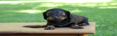 Mini Dachshund: Eric