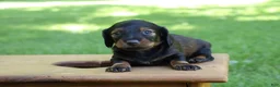 Miniature Dachshund dogs for sale: Mini Dachshund: Eric - Ad 1