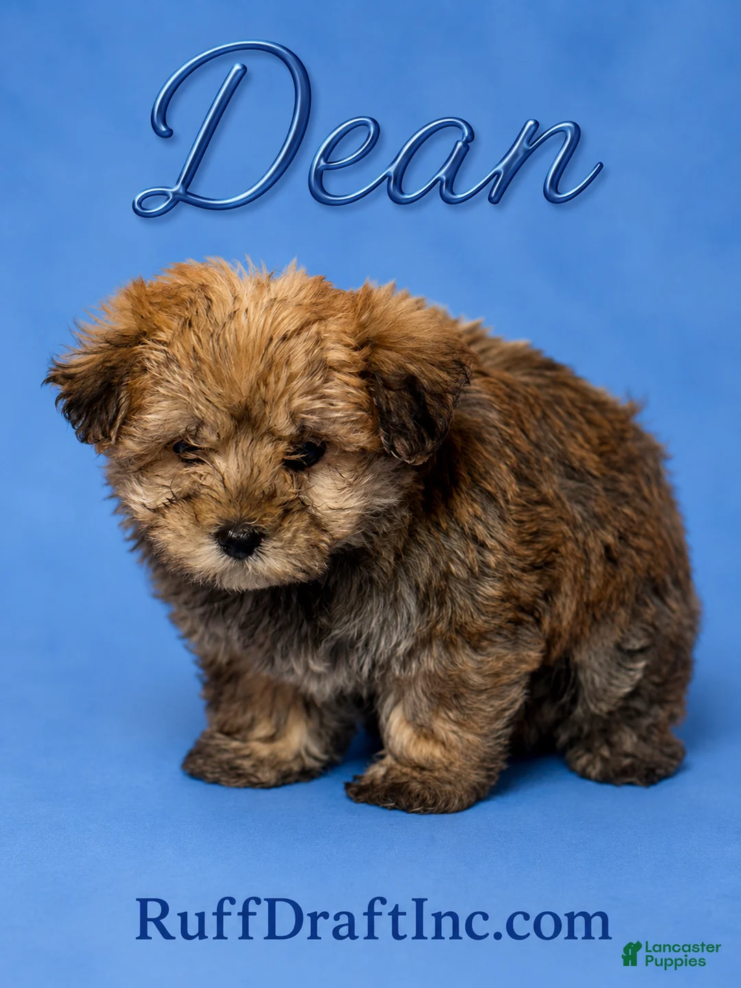 Morkie dogs for sale: Dean - Ad 1