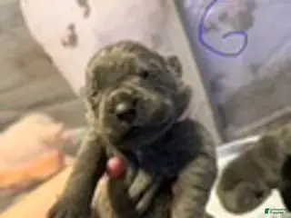 Cane Corso dogs Girl 5 - Ad 6