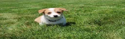 Welsh Corgi Pembroke dogs for sale: Zoey - Ad 9