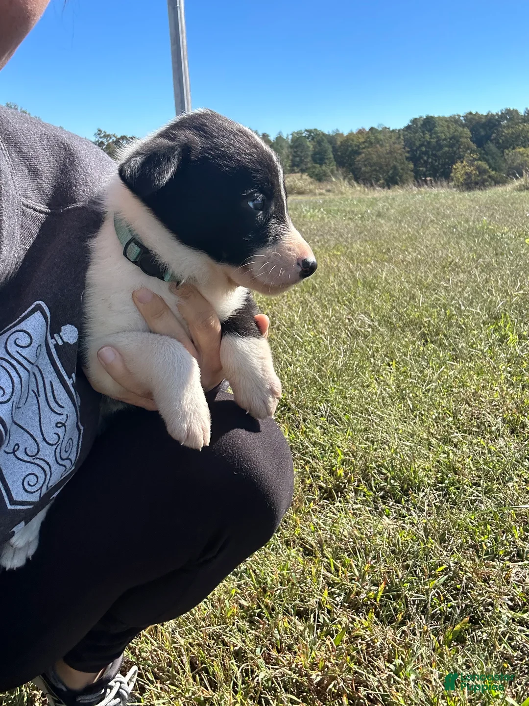 Border Collie dogs for sale: Border Collie Puppy 4 - Ad 1