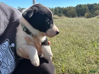 Border Collie dogs Border Collie Puppy 4 - Ad 36
