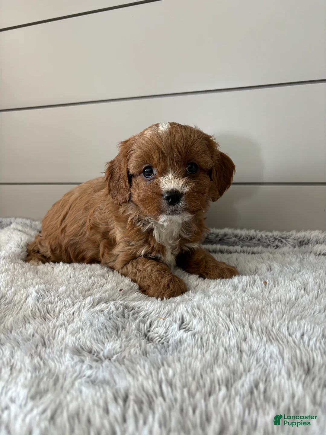 Cavapoo dogs for sale: Cocoa - Ad 5