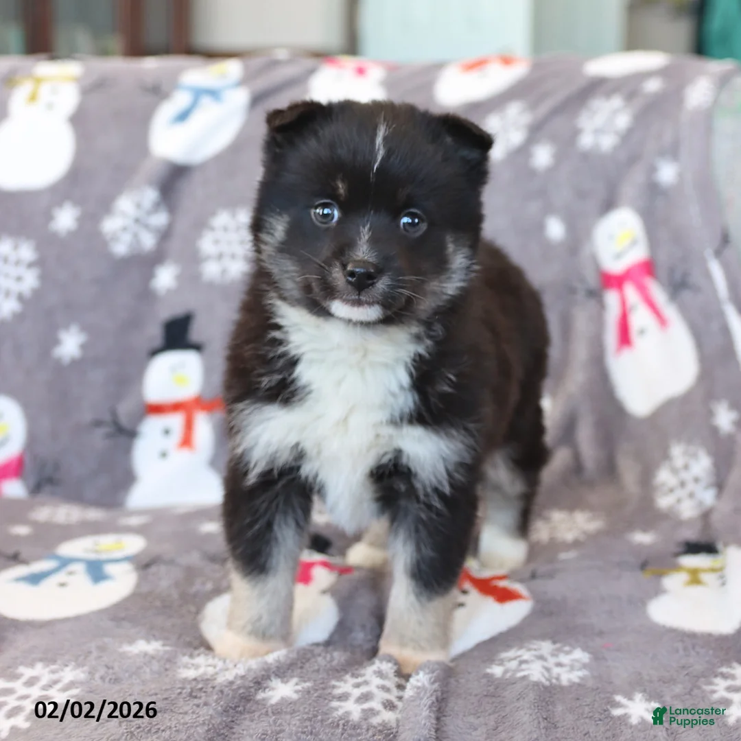 Pomsky dogs for sale: Ivy - Ad 5