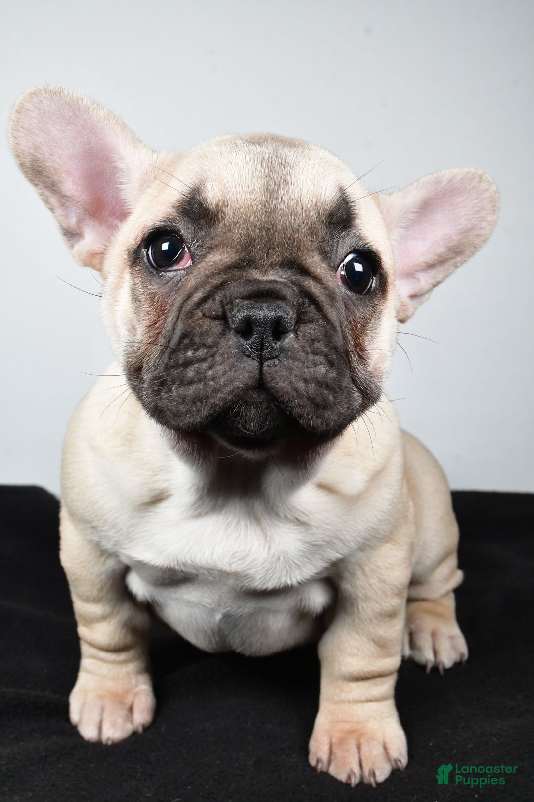 French Bulldog dogs for sale: Hazel - Ad 6