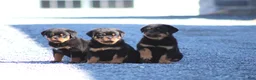Rottweiler dogs for sale: Sugar - Ad 2