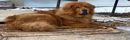 Mixed Breed dogs for sale: Tibetan Mastiff/Bernese Mountain Dog Male 2 - Ad 23