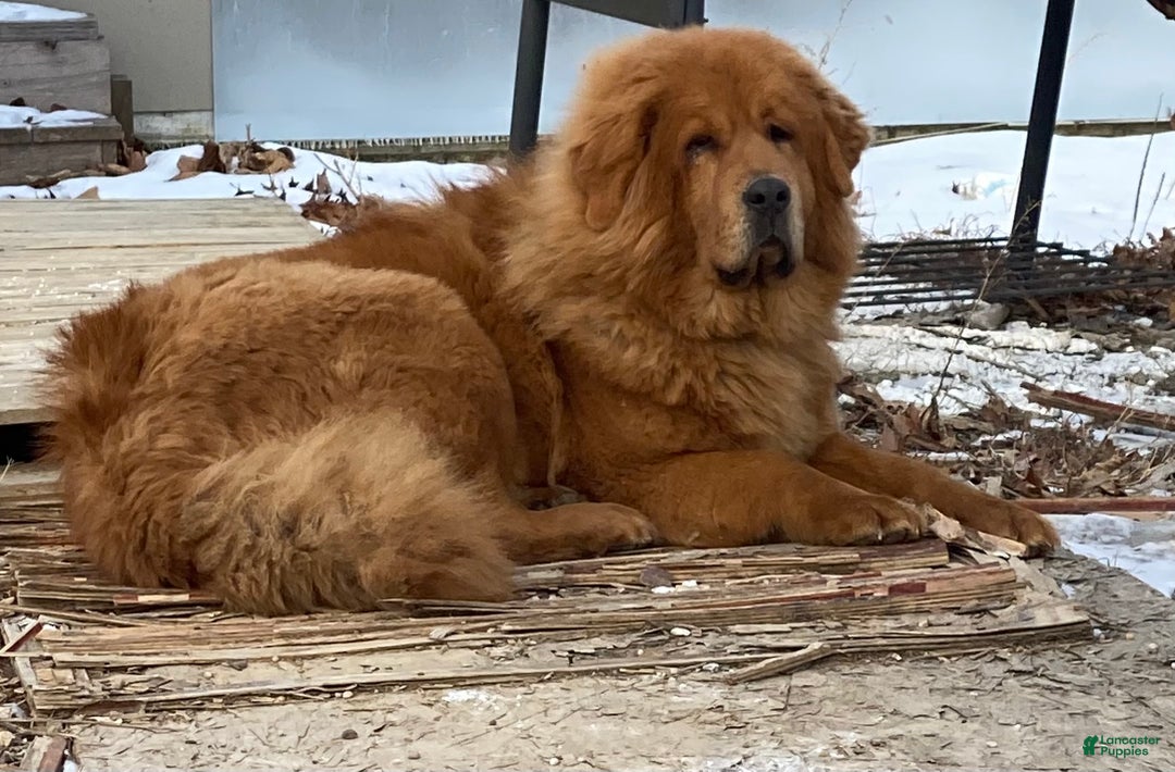 Mixed Breed dogs for sale: Tibetan Mastiff/Bernese Mountain Dog Male 2 - Ad 23