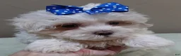 Maltese dogs for sale: Bogie - Ad 3