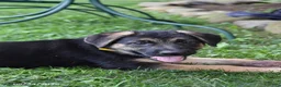 German Shepherd dogs for sale: Betty - Ad 3