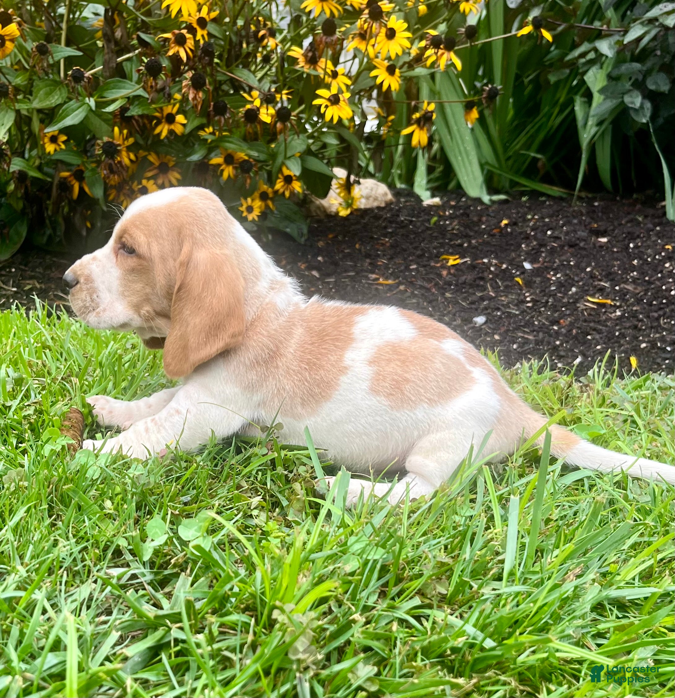 Basset Hound dogs Benny❤️AKC Registered - Ad 2