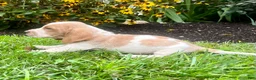 Basset Hound dogs for sale: Benny❤️AKC Registered - Ad 2