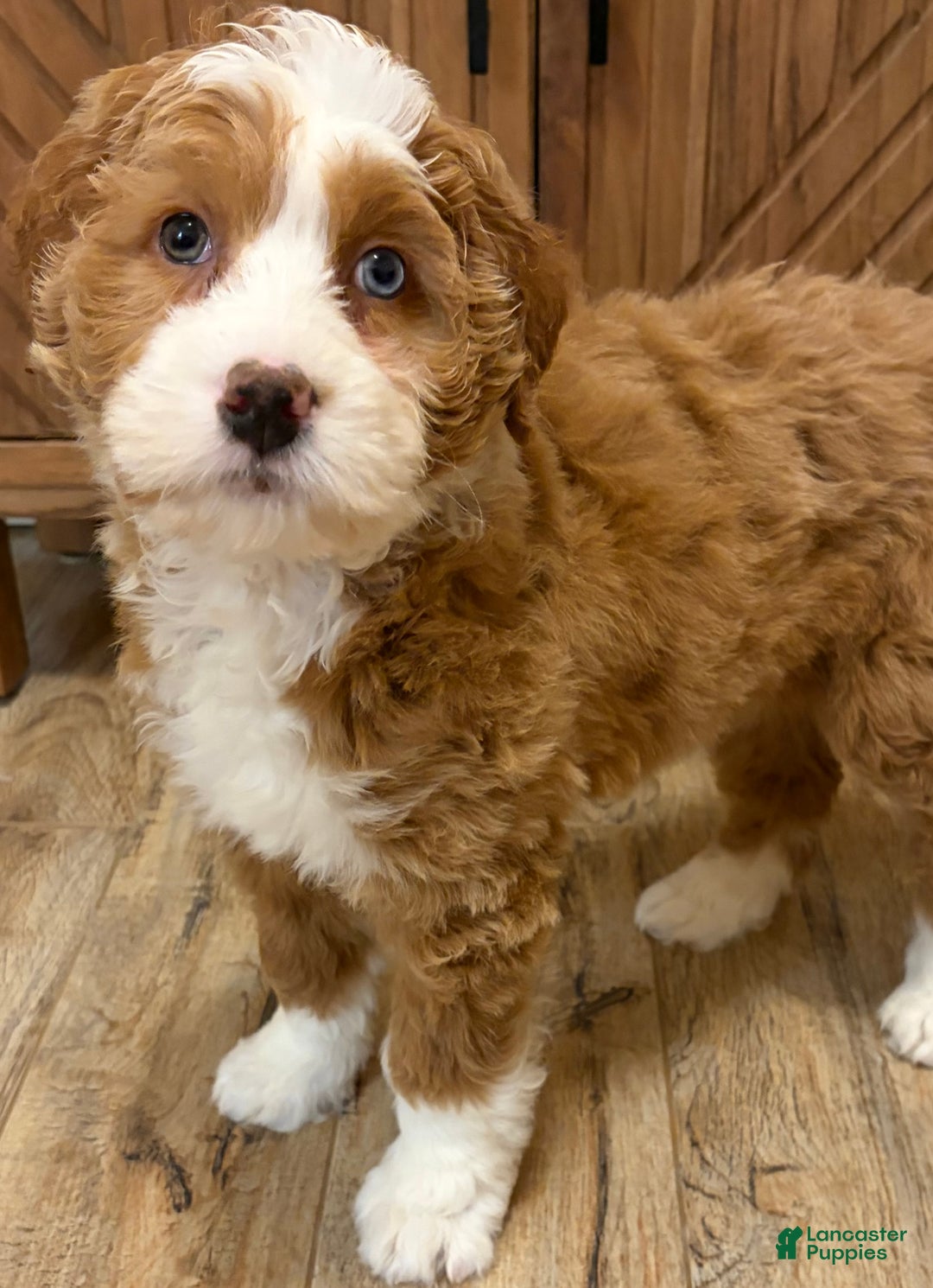 Mini Bernedoodle dogs for sale: 💗 IN BOSTON MASSACHUSETTS AREA 💗 RED AND WHITE GIRL WITH ONE BLUE EYE 💗 MINI BERNEDOODLE 💗 - Ad 9