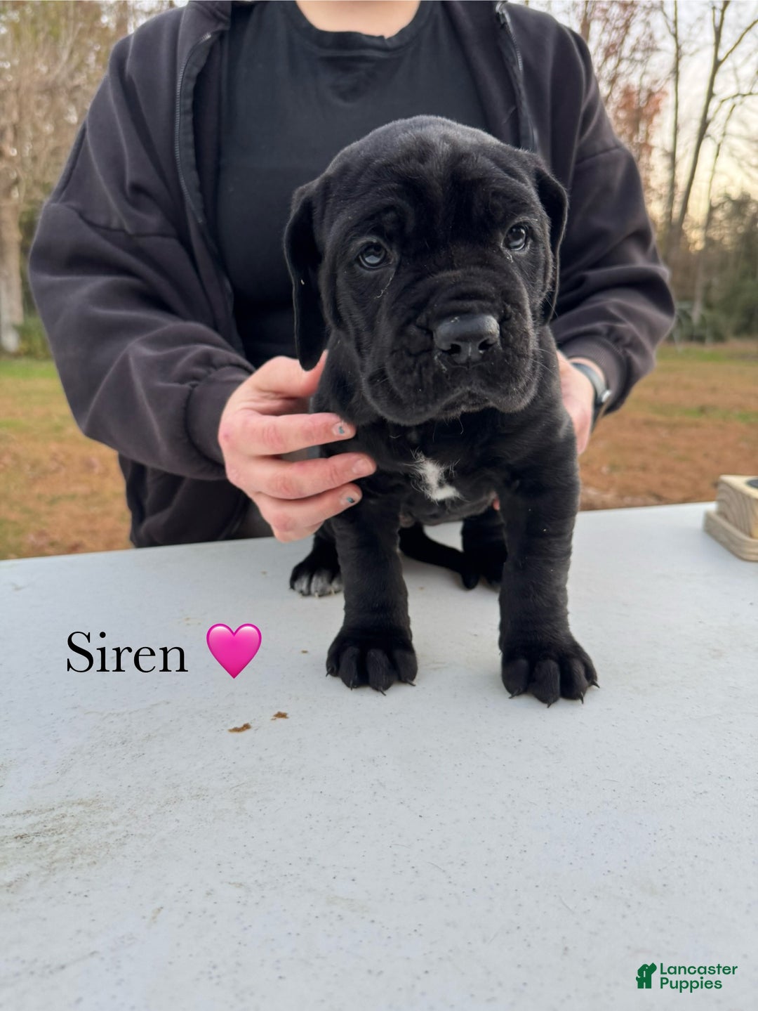 Cane Corso dogs for sale: Siren - Ad 6