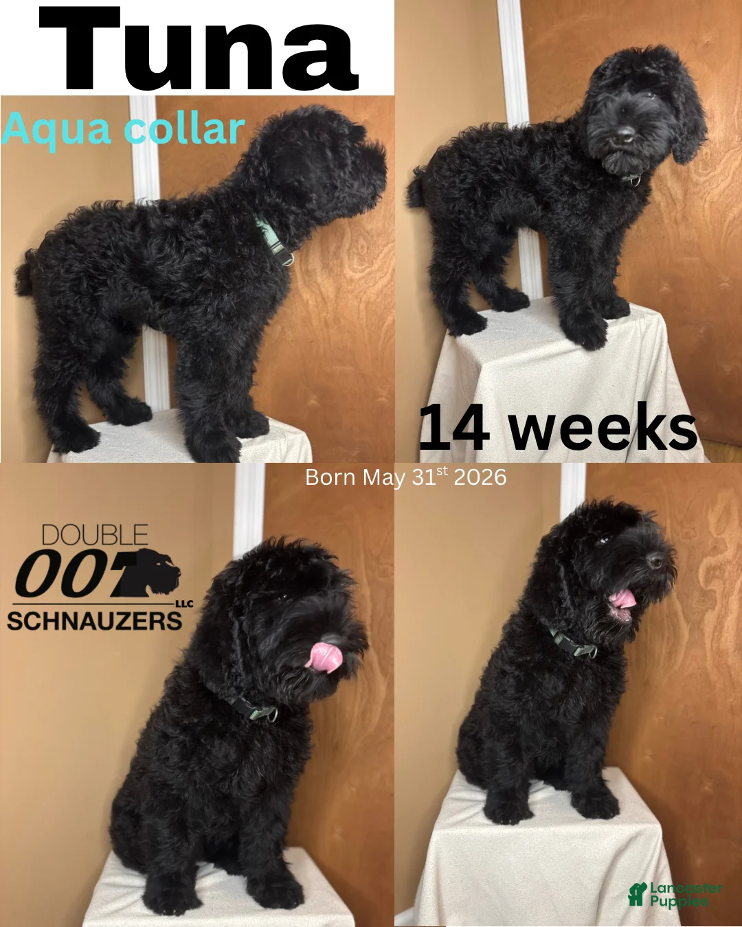 Giant Schnauzer dogs for sale: Tuna - Ad 1