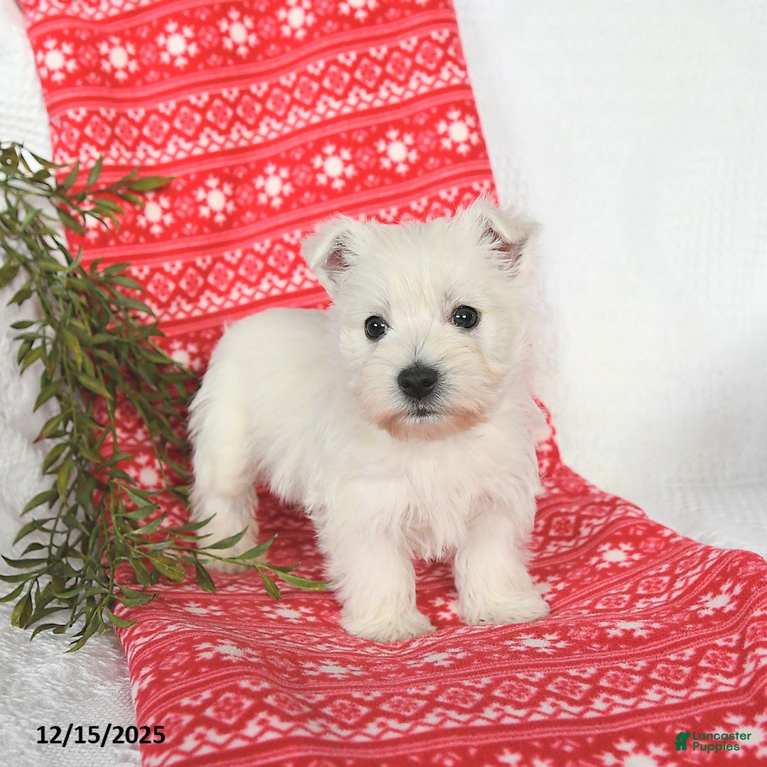 West Highland Terrier dogs for sale: Sunny   - Ad 5