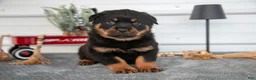 Rottweiler dogs for sale: Hailey - Ad 1