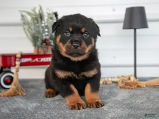 Rottweiler dogs Hailey - Ad 16