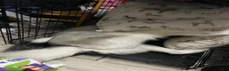 Siberian Husky dogs for sale: Koda - Ad 7