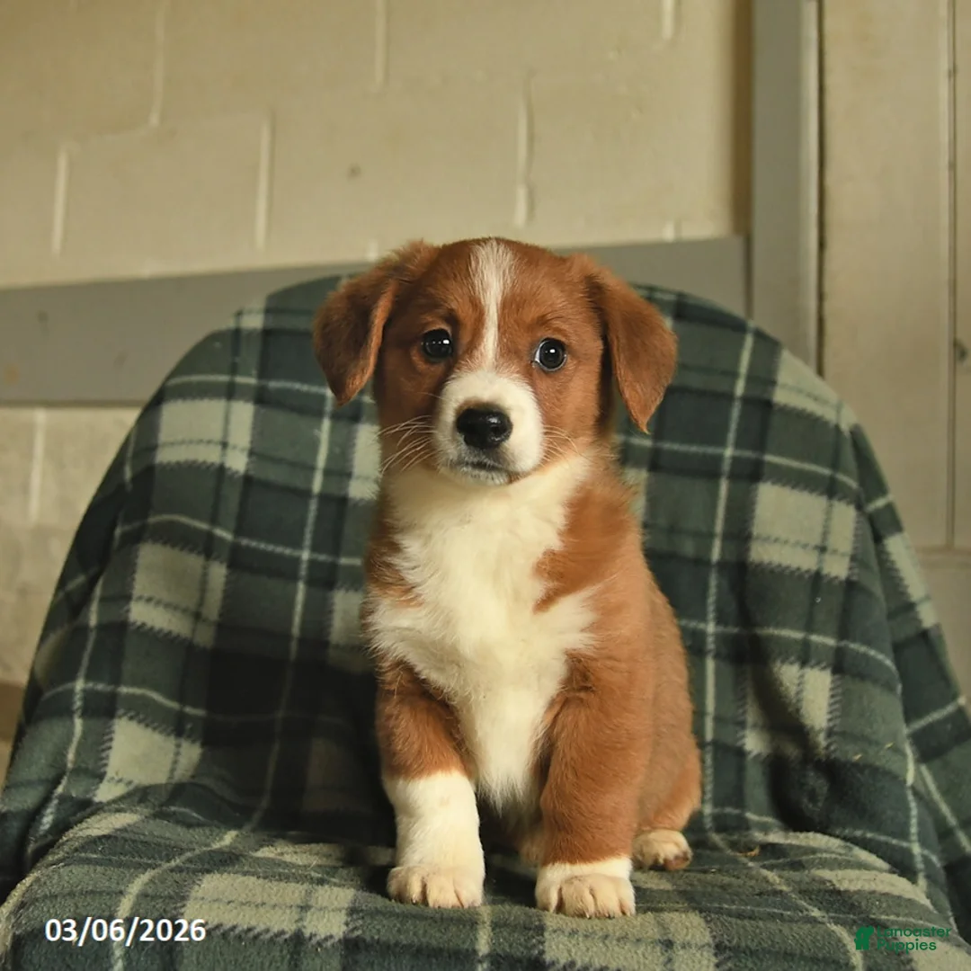 Mixed Breed dogs for sale: Lady - Ad 2