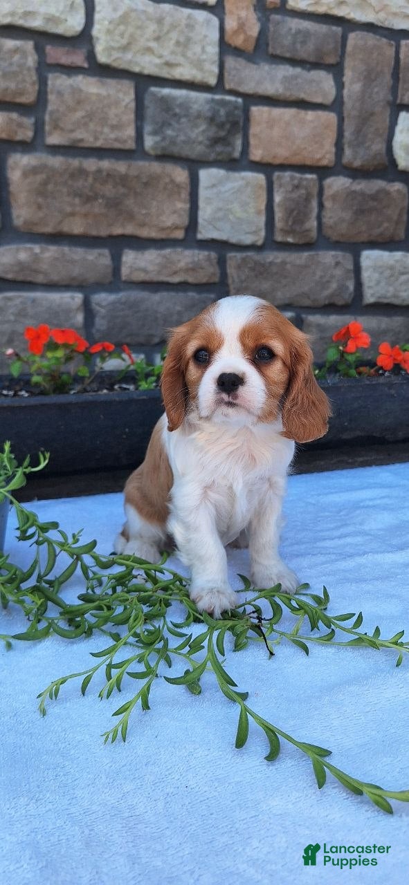 Cavalier King Charles Spaniel dogs Cavalier King Charles Spaniel Puppy 3 - Ad 35