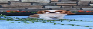 Cavalier King Charles Spaniel Puppy 3