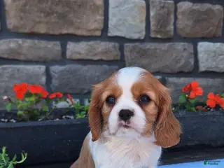 Cavalier King Charles Spaniel dogs Cavalier King Charles Spaniel Puppy 3 - Ad 35