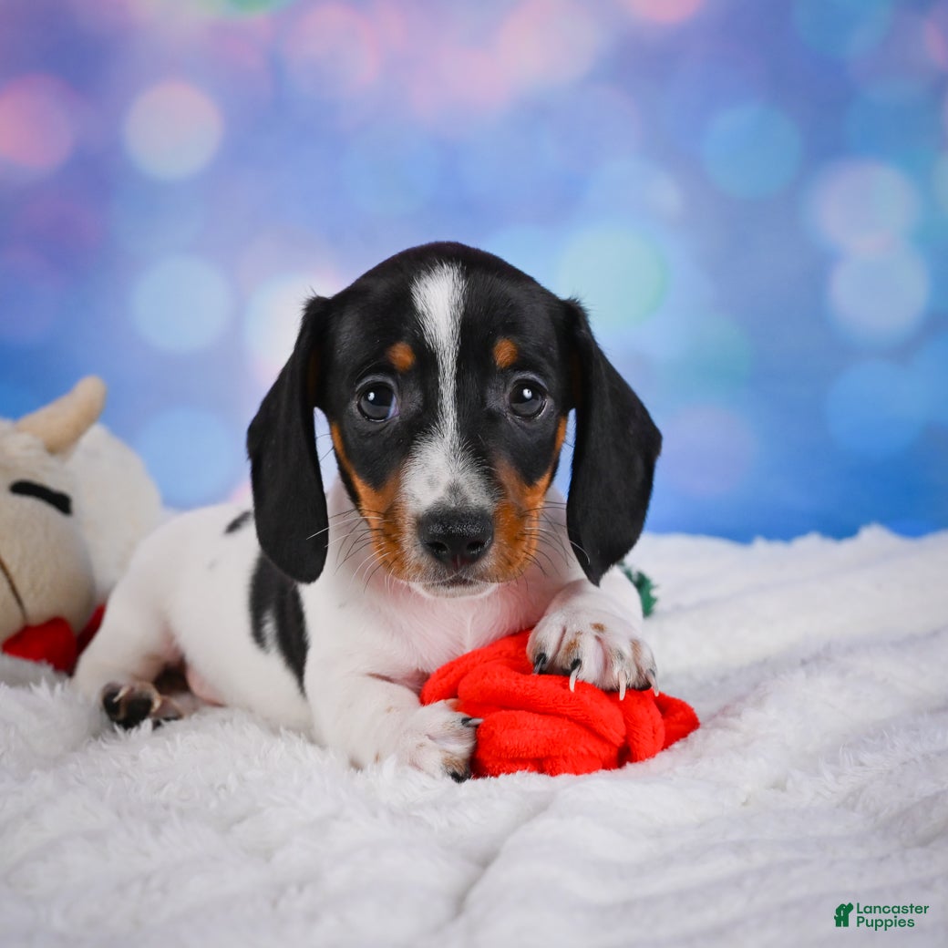 Miniature Dachshund dogs for sale: Coby - Ad 4