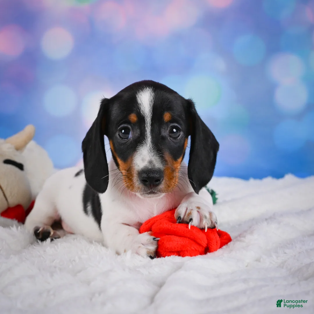 Miniature Dachshund dogs for sale: Coby - Ad 1
