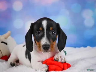 Miniature Dachshund dogs for sale: Coby - Ad 4