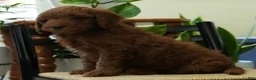 Mini Goldendoodle dogs for sale: Jase - Ad 7