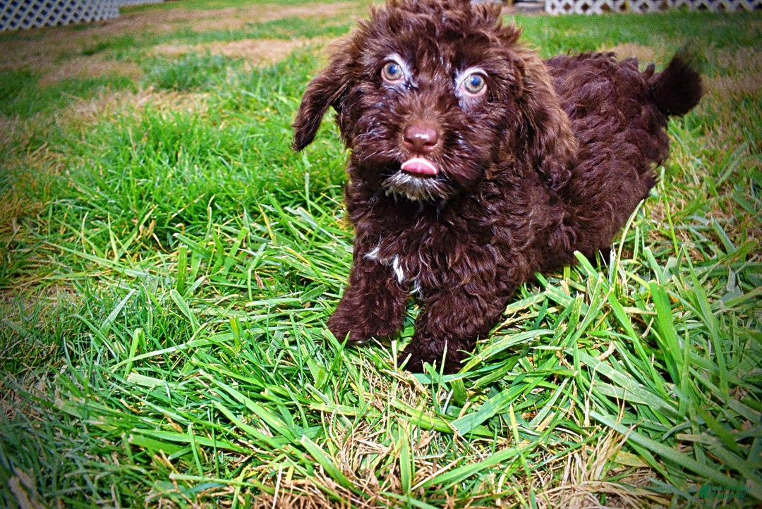 Havapoo dogs for sale: Lady - Ad 10