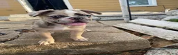French Bulldog dogs for sale: Bruce  - Ad 2