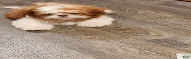 Shih Tzu 2