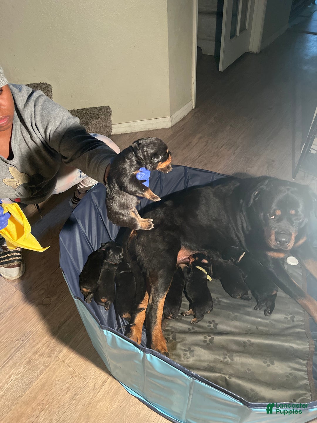 Rottweiler dogs for sale: 3rd Pick Male - Ad 3