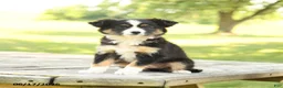 Miniature Australian Shepherd dogs for sale: Lily - Ad 1