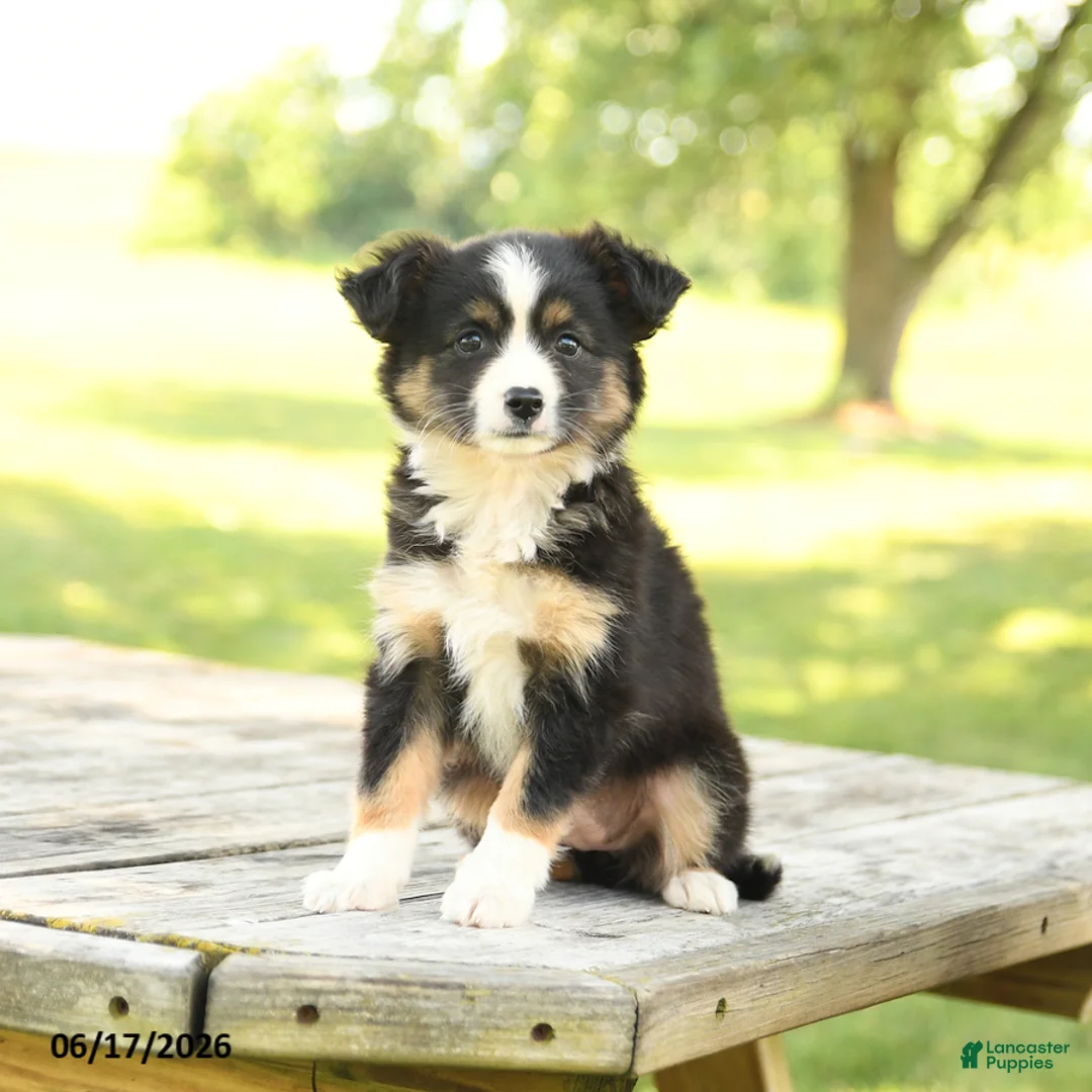 Miniature Australian Shepherd dogs for sale: Lily - Ad 1