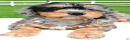 Mixed Breed dogs for sale: Brianna - Ad 8